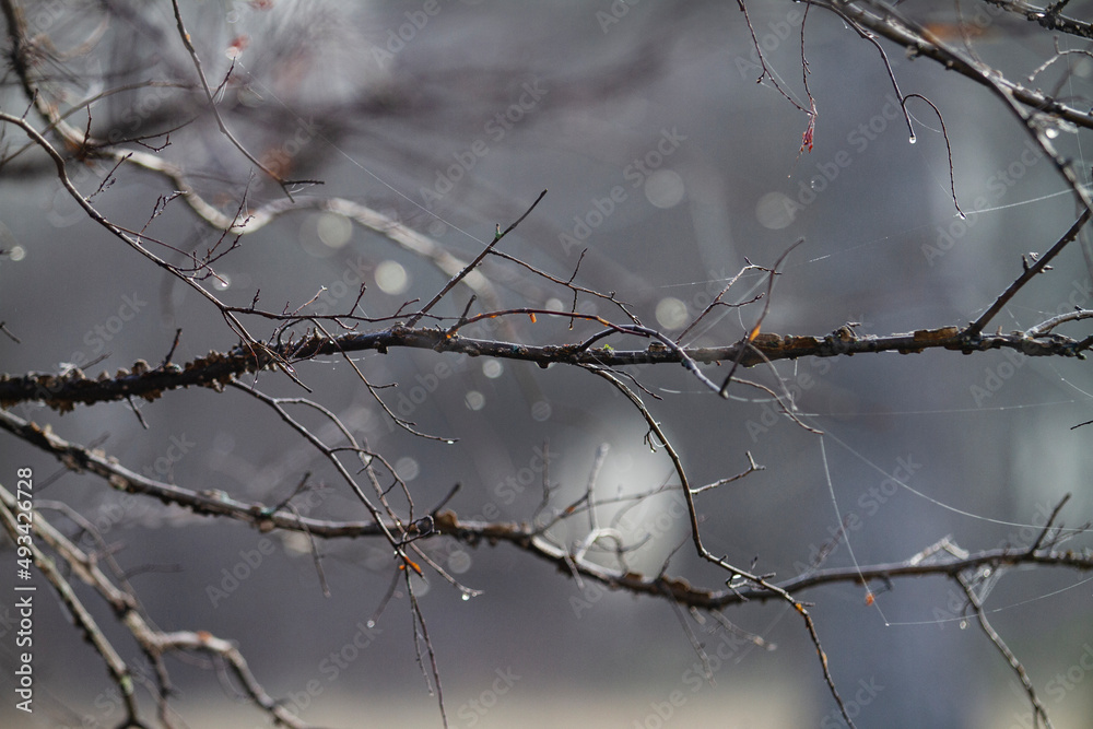 Dew drops on bare branches grey monotone background Dew drops on bare branches grey monotone background