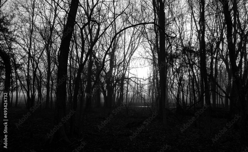 Woods black and white for halloween with copy space Woods black and white for halloween with copy space