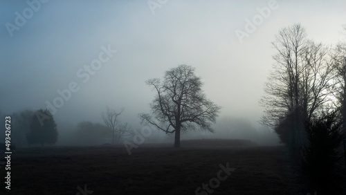 Winter fog landscape background with bare branches on trees © Tamara  Harding