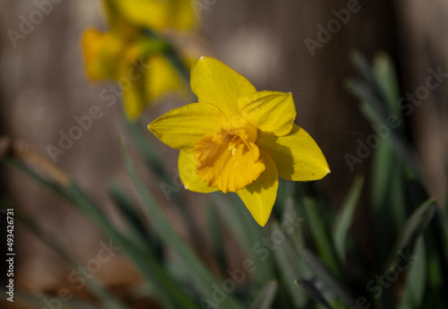 Daffodil flower closeup blooming in springtime