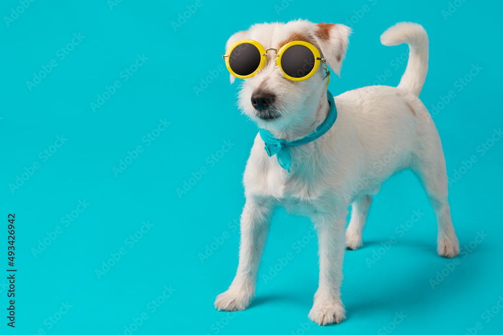 funny white puppy in yellow sunglasses, stands on a turquoise background, the concept of vacation and travel