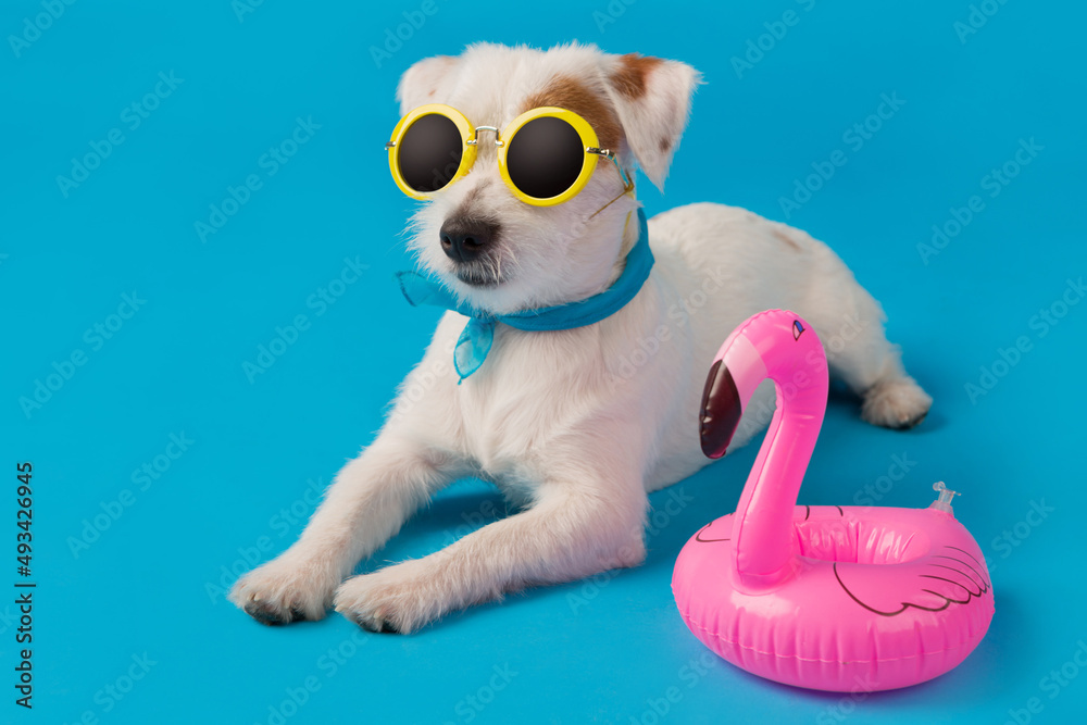 Fototapeta premium funny white puppy in yellow sunglasses, lies on a blue background, an inflatable flamingo is nearby, the concept of vacation and travel