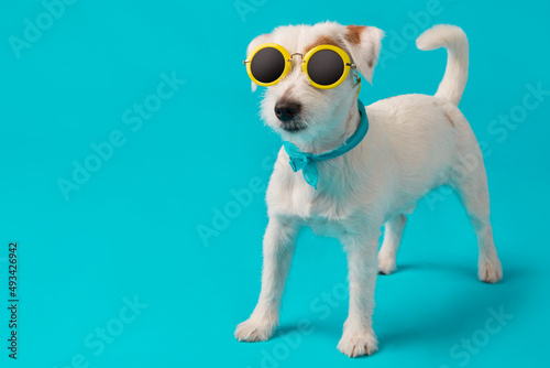 Fototapeta Naklejka Na Ścianę i Meble -  funny white puppy in yellow sunglasses, stands on a turquoise background, the concept of vacation and travel