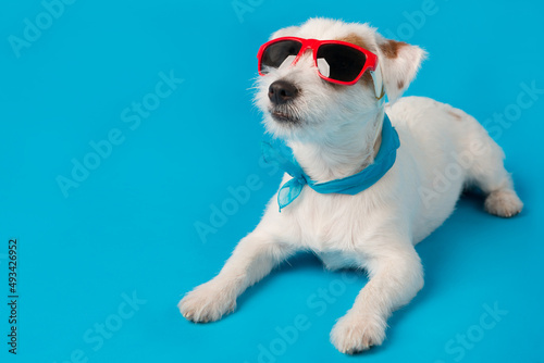 minimal summer holiday concept, jack russell dog in red sunglasses and with a blue scarf around his neck, lies on a blue background © aneduard
