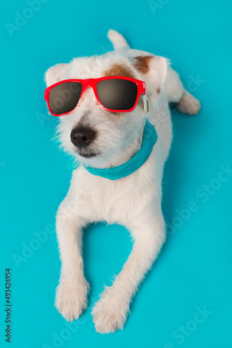 jack russell puppy in red sunglasses and with a blue scarf around his neck, lies on a turquoise background, the concept of vacation © aneduard