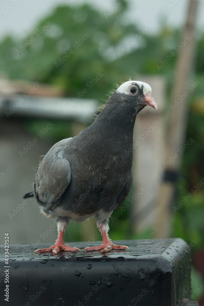 Obraz premium Pigeons are looking at the camera interestingly