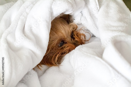 Small Terrier Dog Wrapped in Fluffy White Towels