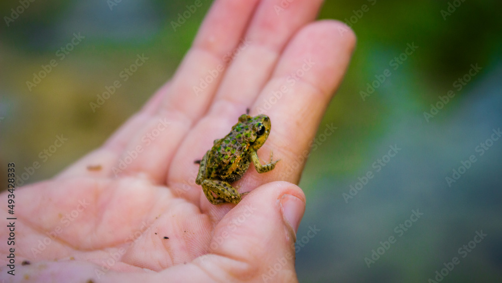 Baby frog on childs hand Baby frog on childs hand