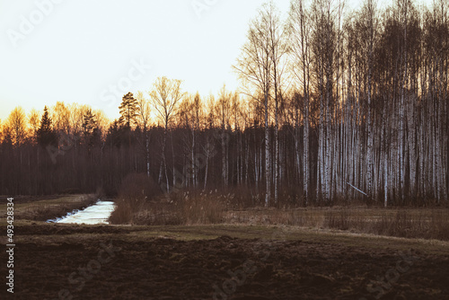 leafless birch forest and drainage ditch in sunset light