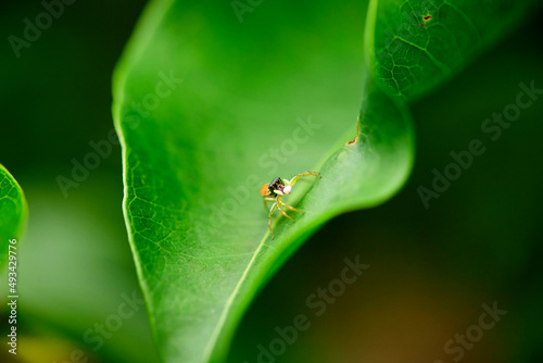 Spider on green leaf © Anucha