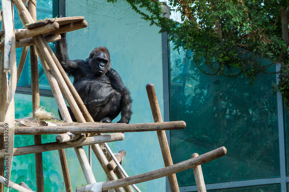 Obraz premium Gorilla on Wood Climbing Structure in Zoo Habitat