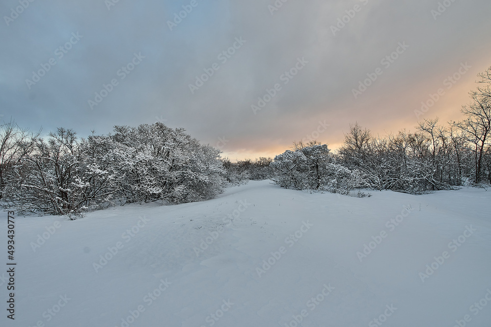 Beautiful tree in winter landscape in snowfall Beautiful tree in winter landscape in snowfall