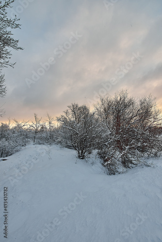 Beautiful tree in winter landscape in snowfall in early morning © airunreal