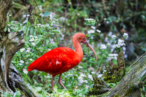 Exotic red bird