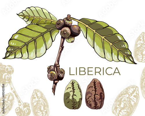560_coffee liberica, graphics_coffee robusta, graphics Liberica coffee, plant, leaves, berries, graphic drawing, colorful on a white background
