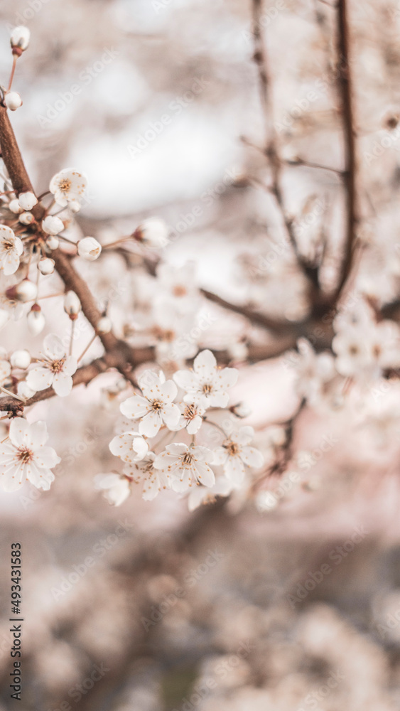 Kirschblüten. Kirschblütenbaum, Frühling, Natur, Pflanze, Baum, Spring, Cherry blossom, Japanische Kirschblüte