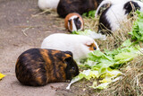 Assorted colored guinea pigs outdoors feeding