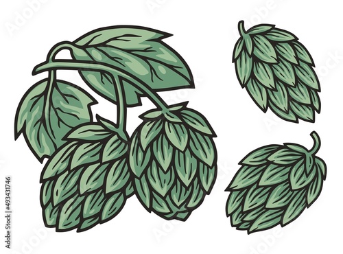 Beer hop for craft design of print. Original set of hops for beer bar, pab or brewery