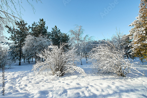 Beautiful tree in winter landscape in snowfall