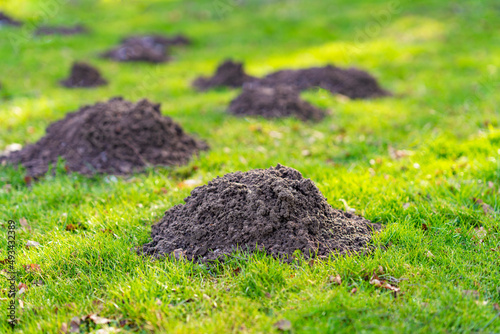 Lawn in the garden with mole hills photo