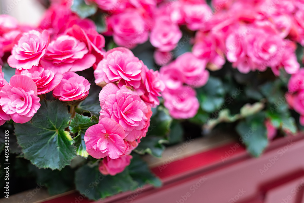 Homemade begonias are pink in pots. Flowers and buds Homemade begonias are pink in pots. Flowers and buds