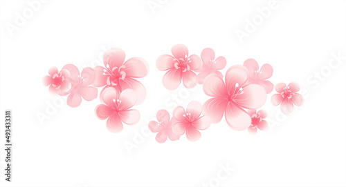 Flying pink peach flowers isolated on white background. Apple-tree flowers. Cherry blossom. Horizontal. Vector