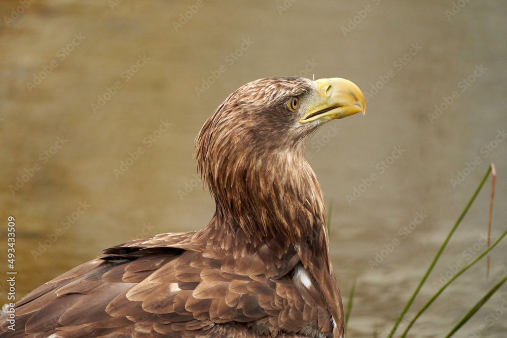 Fototapeta premium A detailed bald eagle head, yellow bill. The bird sits on the edge of the water, scanning the water's surface for fish
