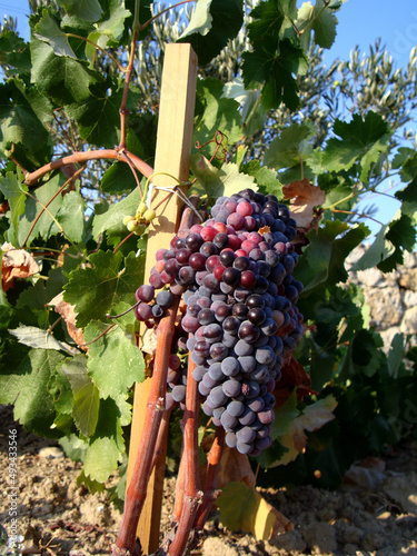 A bunch of local grapes in a vineyard in the Aegean Turkish island Bozcaada (ancient Tenedos). Bozcaada is famous with its local grapes, wine and vineyards.    