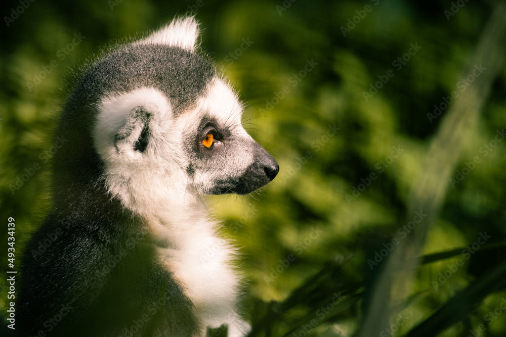 Fototapeta premium Close up portrait of a furry grey lemur