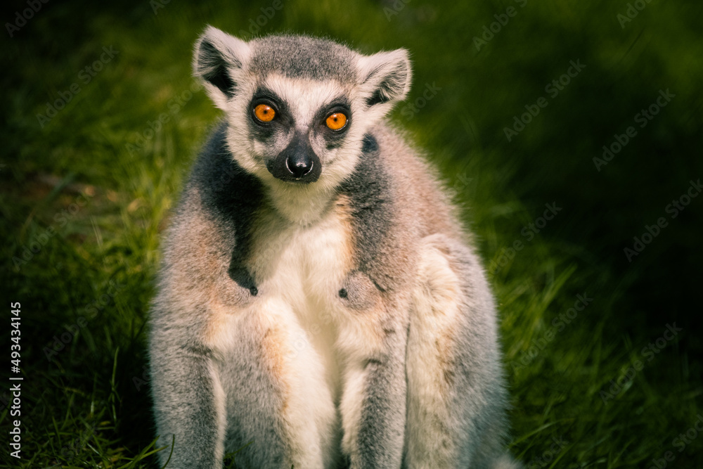 Close up portrait of a furry grey lemur