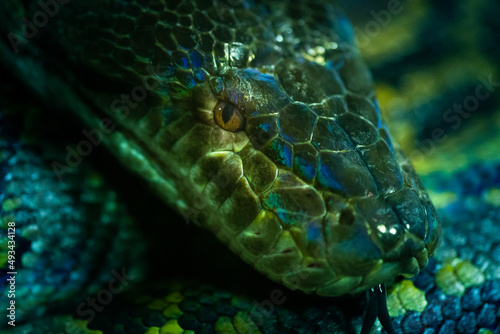 Fototapeta Naklejka Na Ścianę i Meble -  Macro close up of venomous snake eye and scales