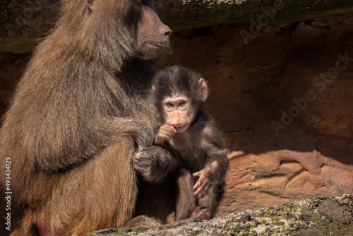 A cute baby monkey and its mother, close up animal portrait