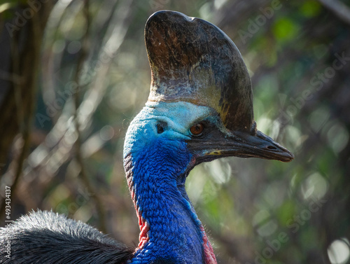 Close up portrait of colourful exotic Australian Cassowary bird