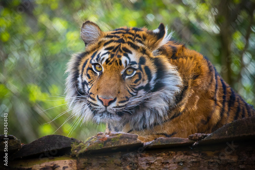 Fototapeta Naklejka Na Ścianę i Meble -  Portrait of a beautiful striped Sumatran tiger