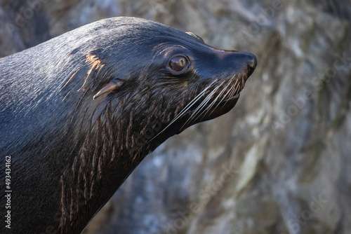 Macro close up of a South American Fur Seal