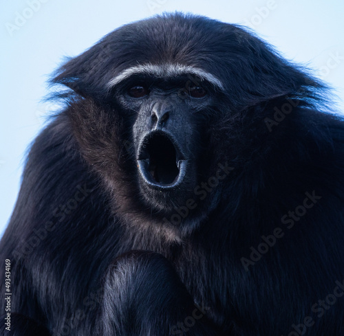 Carta da parati Scimmie - Carta da parati Portrait of a howling gibbon monkey 