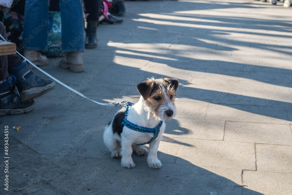 Sad dog Jack Russell on a leash sits on the street. Shadows, sunny day. Blur and selective focus