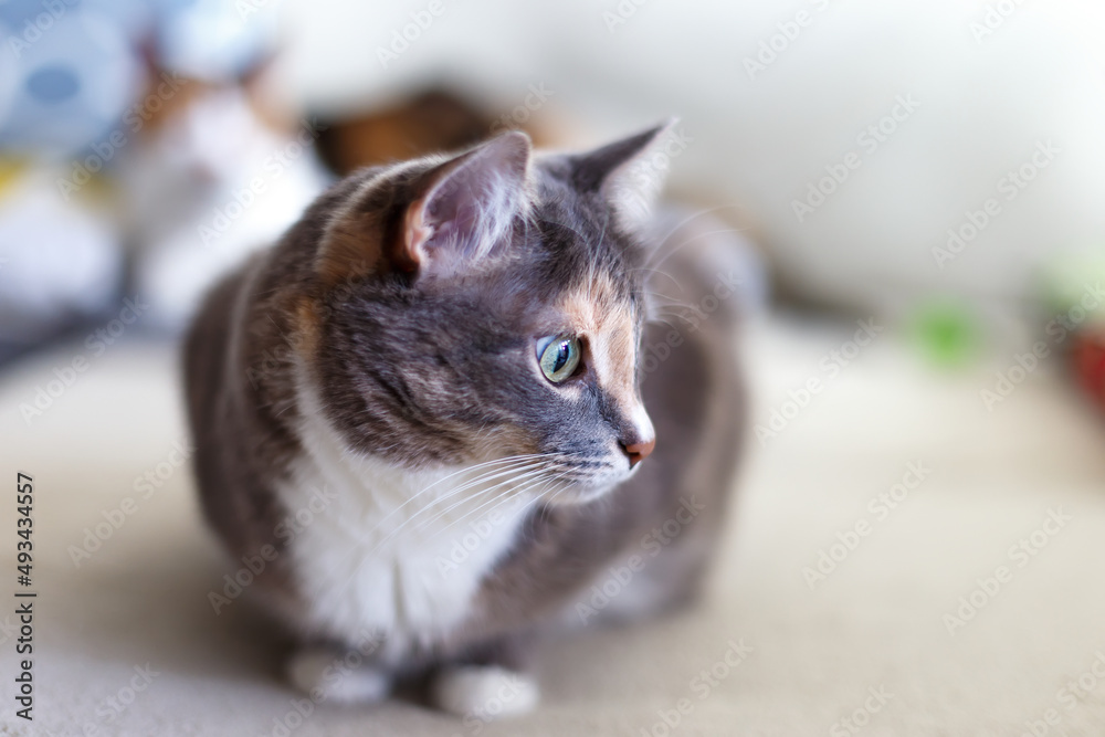 Beautiful domestic tricolor cat with green eyes sits on the couch and looks to the side. Close-up, selective focus.