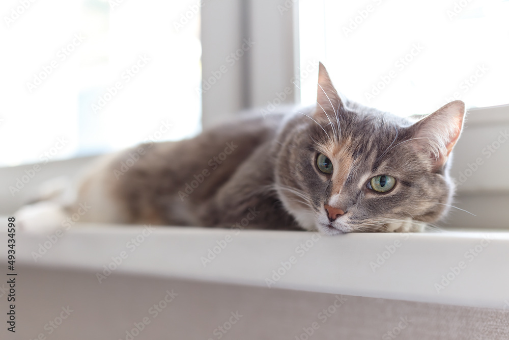 Beautiful domestic tricolor cat with green eyes lies on the windowsill and looks at the camera. Close-up, selective focus.