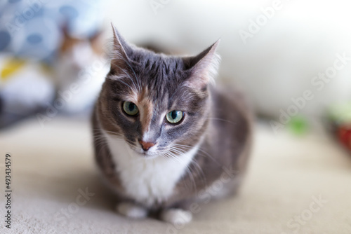 Beautiful domestic tricolor cat with green eyes sits on the couch and looking at the camera. Close-up, selective focus.