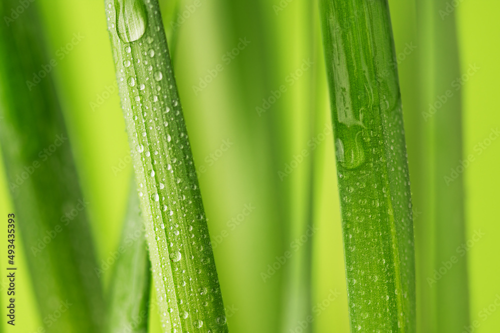 Green grass with dew drops closeup. Spring nature background. Green grass with dew drops closeup. Spring nature background.