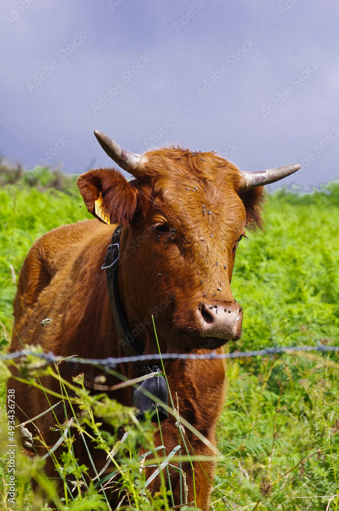 Une vache  marron dans un champ à Besse en Auvergne s'approche des barbelés sous un ciel entre orage et éclaircie 
