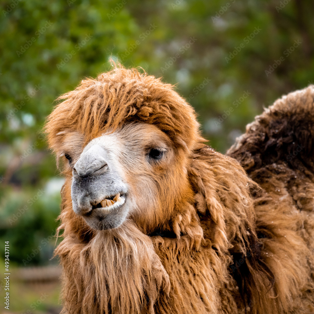 Ein Kamel im Zoo beim fressen.