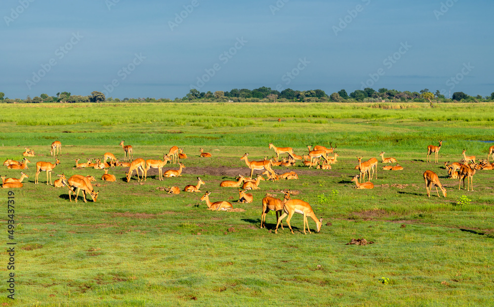 Fototapeta premium a herd of impalas in Chobe National Park, Botswana