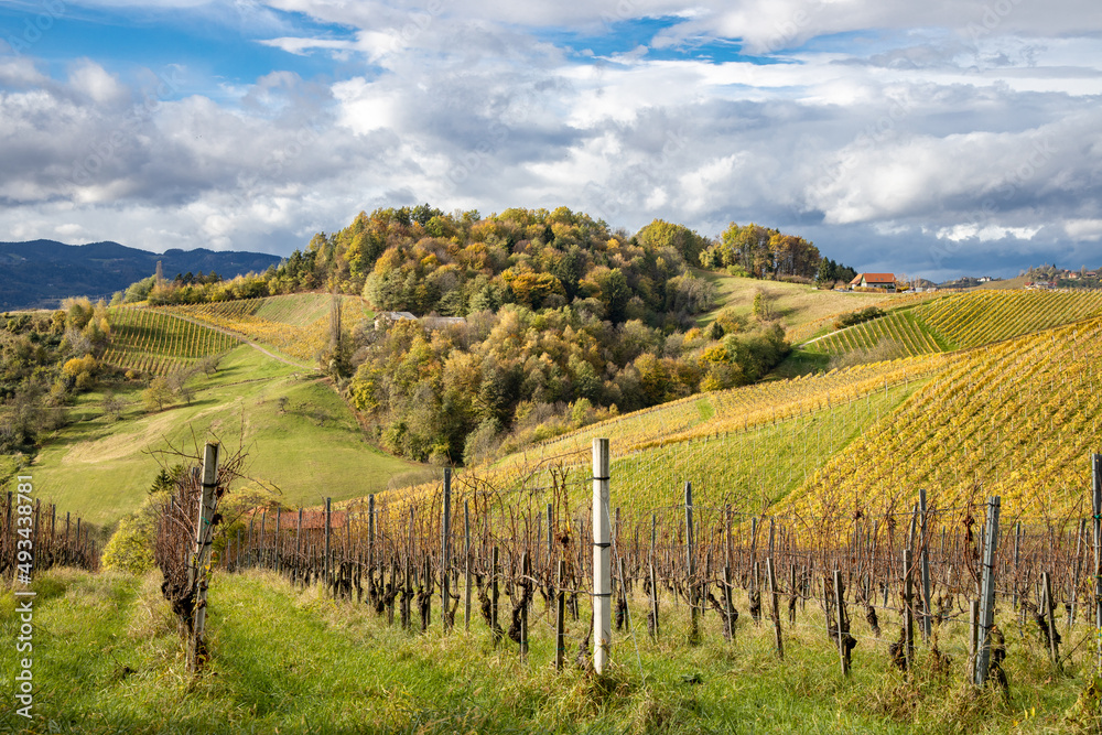 rural landscape scene with hills and vine yards in the south styrian region called Weinstrasse Südsteiermark and with some clouds in the sky in the background