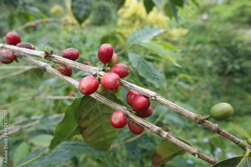 details of fresh and mature fruit of coffee design for growth concept
