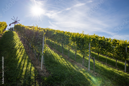 sun behing a vine yard hill with a klapotetz in the south styrian region Weinstrasse photo