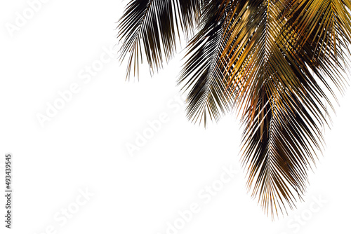 coconut palm leaves isolated on white background