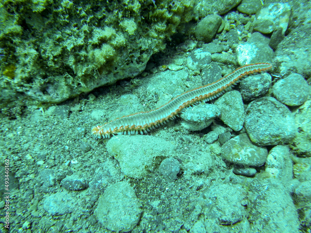 El gusano de fuego (Hermodice carunculata) es un tipo de gusano marino perteneciente a la familia Amphinomidae, nativo del Océano Atlántico tropical. Buceo en Puerto Mogán, Islas Canarias, España. El gusano de fuego (Hermodice carunculata) es un tipo de gusano marino perteneciente a la familia Amphinomidae, nativo del Océano Atlántico tropical. Buceo en Puerto Mogán, Islas Canarias, España.