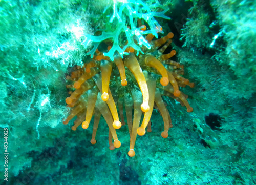 Anémona gigante (Telmatactis cricoides) en el Puerto de Mogán, Gran Canaria, España. Anémona anaranjada localizada en el rompeolas de protección de la playa del pueblo costero. photo